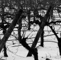www.wine-up.es, primera consultora comercial y marketing especializada en el sector vitivinicola de Castilla La Mancha