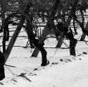 www.wine-up.es, primera consultora comercial y marketing especializada en el sector vitivinicola de Castilla La Mancha