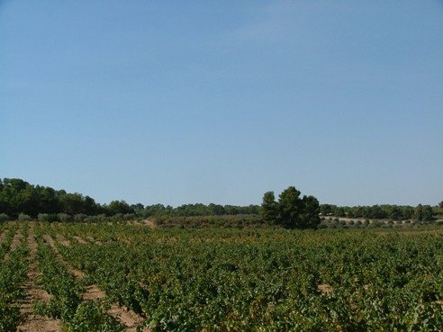 campoblp