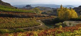LAS RUTAS DEL VINO DE ESPAÑA MUESTRAN EN FITUR SU PROYECTO ENOTURÍSTICO Rutas del vino en españa
