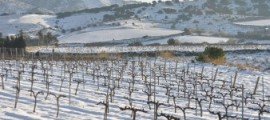 Viñas DO Alella nevadas