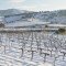 La nieve y el frío resultan muy beneficiosos para las viñas de la DO Alella Viñas DO Alella nevadas