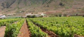 TACORONTE-ACENTEJO SIGUE ESPERANDO EL POSEI EN MEDIO DE LA SEQUÍA Viñedos en la D.O. Tacoronte Acentejo (Tenerife)