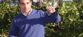La vendimia de las uvas más saludables en Bodegas Riojanas El doctor Pablo Orío, director del Dpto. I+D+i de Bodegas Riojanas, muestra un racimo de la variedad mazuelo en la finca Viña Albina, propiedad de la bodega y situada en los límites urbanos de Cenicero, en pleno corazón de La Rioja Alta.