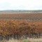 HEMOS PASADO DE: MI HIJO NO SERÁ VIÑERO A CONVERTIRSE EN VIGNERON… IMG_2849