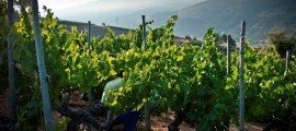 Valdesil finaliza una difícil vendimia que augura vinos de larga vida con una producción similar a la del 2011 Vendimia Valdesil 2012_5media