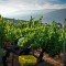 Valdesil finaliza una difícil vendimia que augura vinos de larga vida con una producción similar a la del 2011 Vendimia Valdesil 2012_5media