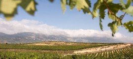 Viñedo