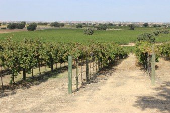 Viñedos de Bodega Dehesa de Luna en La Roda - Albacete
