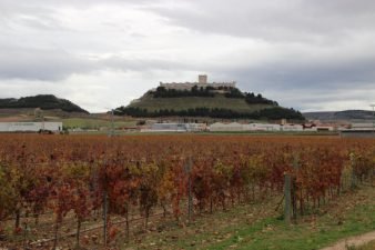 Viñedos próximos a Peñafiel (Valladolid)