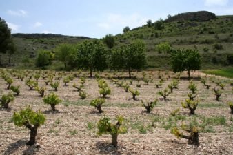 Viñedos de tempranillo en la provincia de Burgos