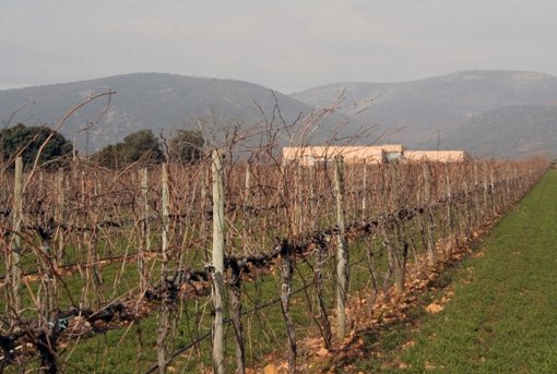 3 VIÑEDO Y BODEGA Bodega y Viñedos