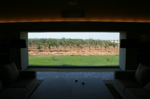 Vista de los viñedos desde el interior
