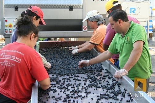 SELECCION UVA TEMPRANILLO COSECHA 2013